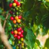 costarica_1_coffeetree