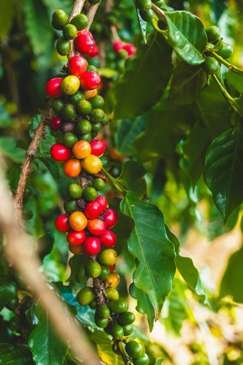 costarica_1_coffeetree